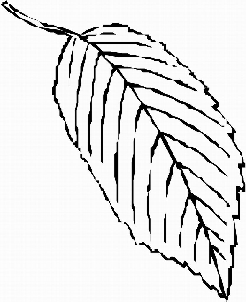 fall leaf plants coloring pictures