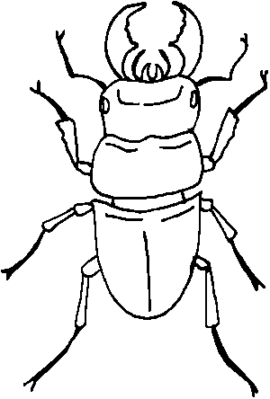 beetle insects coloring pictures for kids