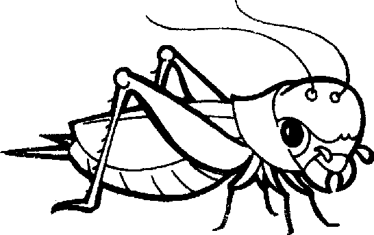 jumping beetle insects coloring book