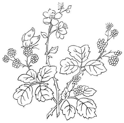 adult coloring picture