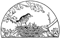 baby birds in bird nest free printable coloring pages
