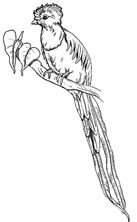 Quetzal free printable coloring pages