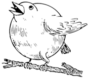 Robin on tree kids coloring page