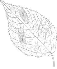 2 bugs on leaf insects coloring pictures