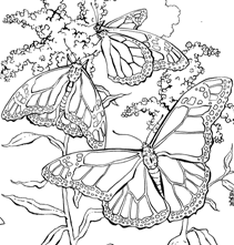 butterfly life cycle coloring page