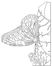 monach butterfly coloring page