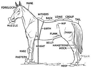 horse body parts with label coloring page