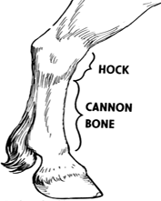 horse foot coloring page