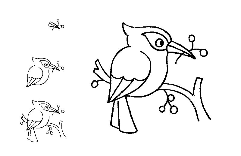 Free learn draw birds page,free printable kids step by step drawing activities, coloring pages
