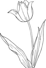 Beautiful tulip coloring picture birthday cards