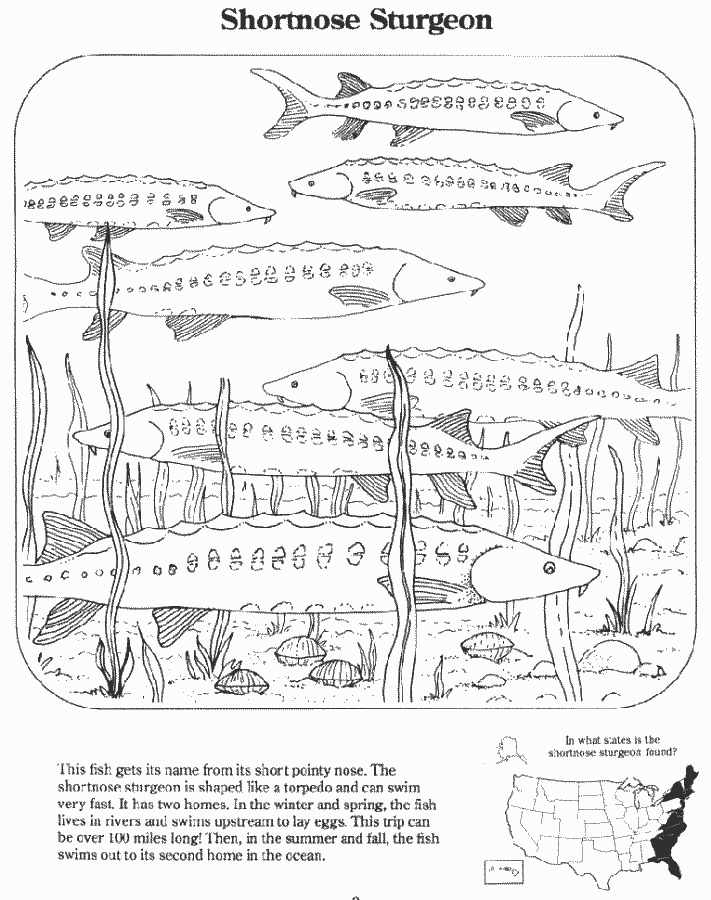 Sturgeon coloring picture