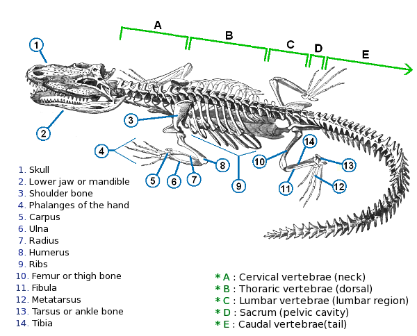 Crocodile skeleton picture