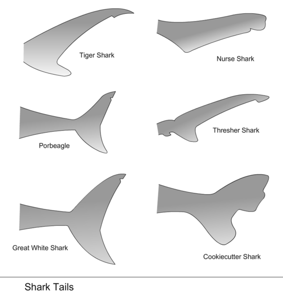 Shark Tail shapes