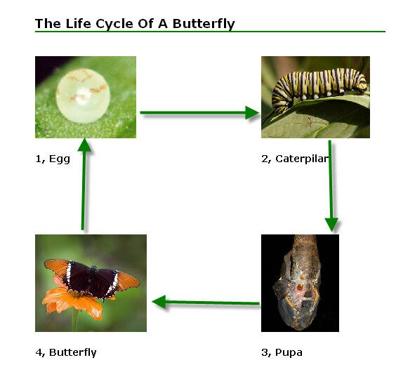 butterfly life cycle, kids butterfly life cycle lesson plans, children's Stages Of A Butterfly print out