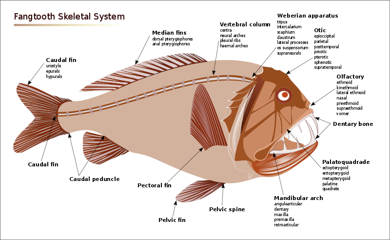deepsea fish skeletal system diagram