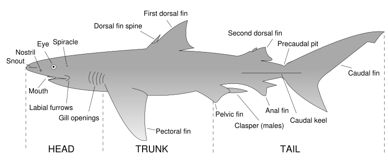 parts of a shark diagram