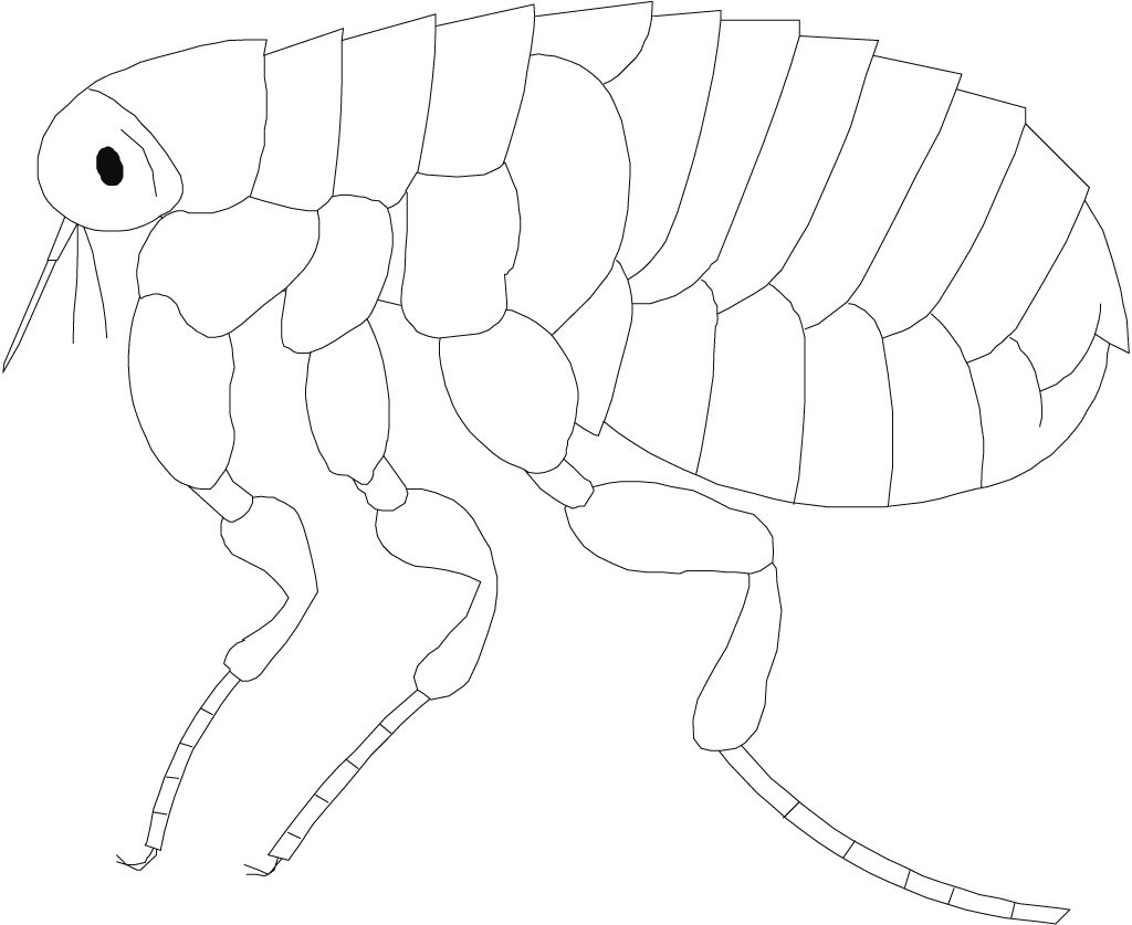 insects coloring pictures for the insect lesson plan