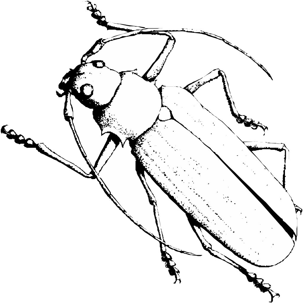 beetle insects coloring page