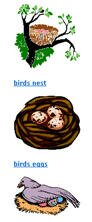 birds preschool activities, birds preschool birds lesson plans,preschool thematic units