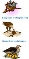 birds preschool activities, birds preschool birds lesson plans,preschool thematic units