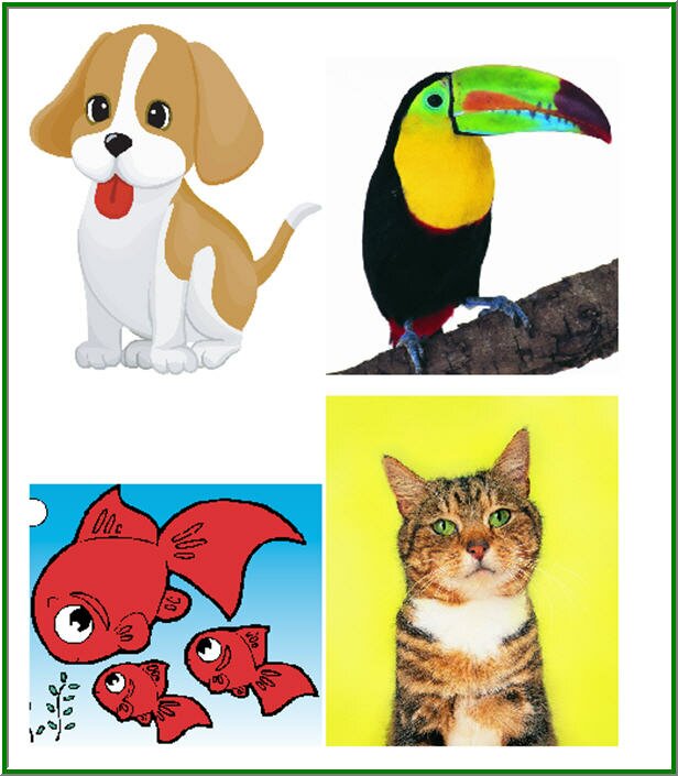 Pets preschool activities, Pets lesson plans,pets thematic units