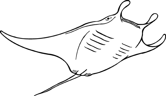 sea animals kids coloring pages activities, ocean animals coloring picture, free kids coloring pages