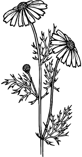 free printable Feverfew flowers coloring pictures for kids