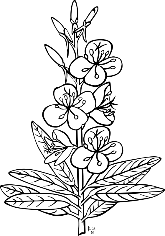 free flowers coloring pages