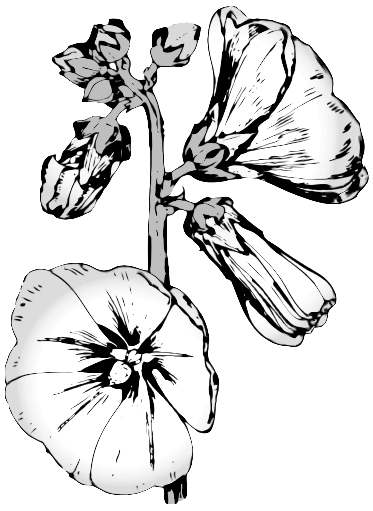 hollyhock coloring picture