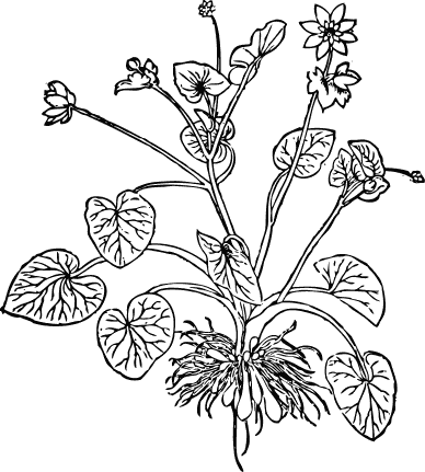 free printable flowers coloring page for kids