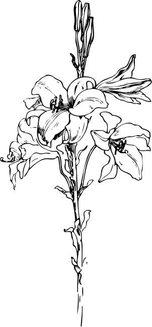 flowers coloring picture